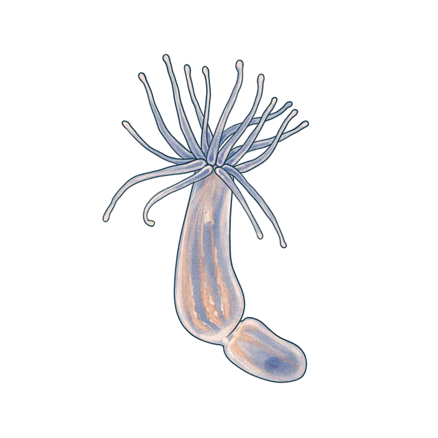 Starlet sea anemone (Nematostella vectensis) scientific illustration