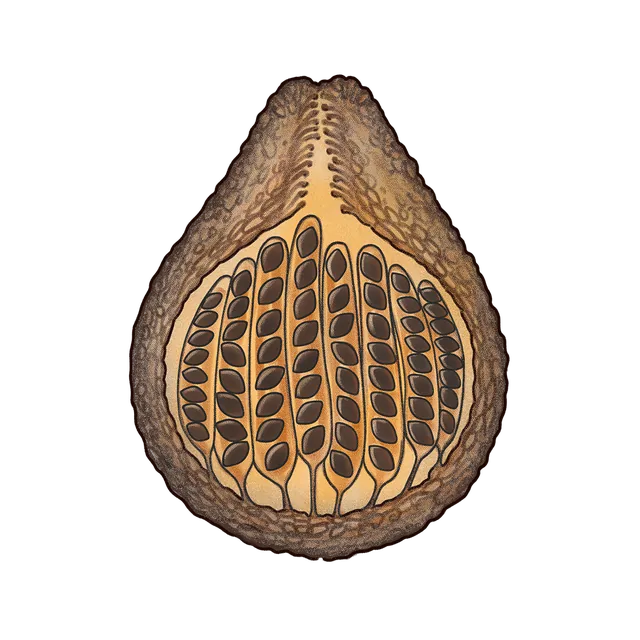 Red bread mold (Neurospora crassa) scientific illustration