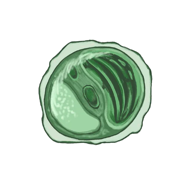 Picoplankton (Ostreococcus tauri) scientific illustration