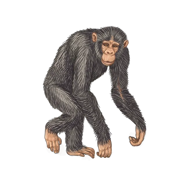 Chimpanzee (Pan troglodytes) scientific illustration