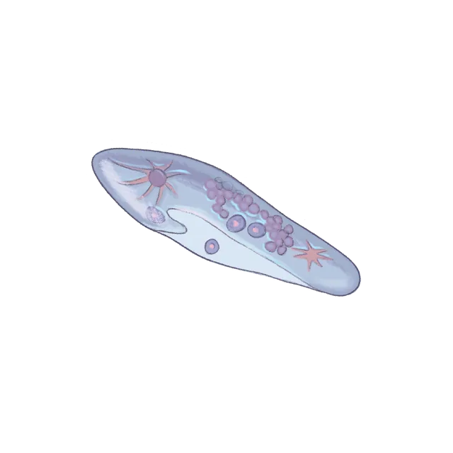 Ciliate (Paramecium tetraurelia) scientific illustration