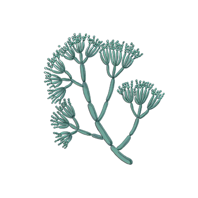 Fungus (Penicillium chrysogenum) scientific illustration