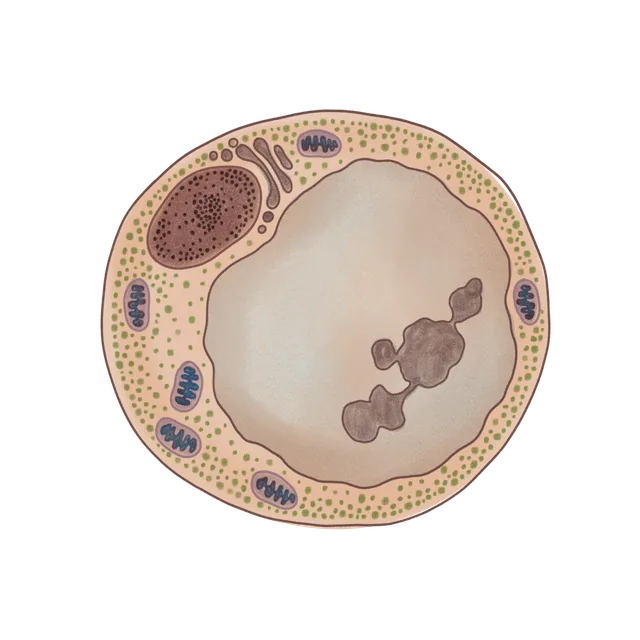 Alveolate oyster pathogen (Perkinsus marinus) scientific illustration