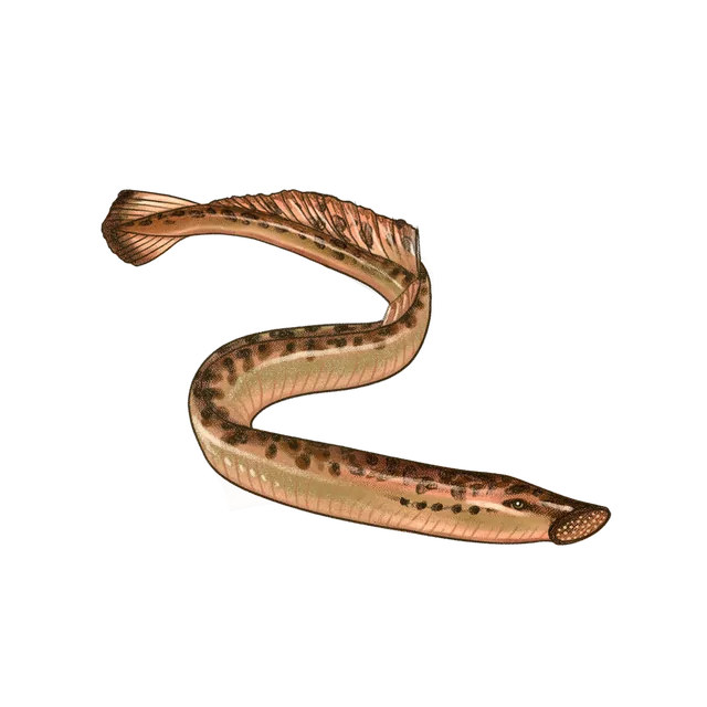 Sea lamprey (Petromyzon marinus) scientific illustration