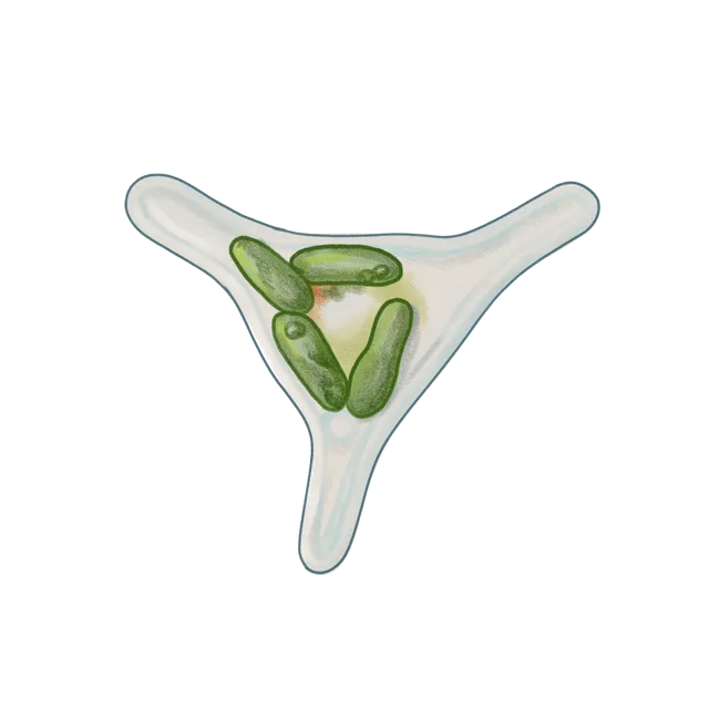 Diatom (Phaeodactylum tricornutum) scientific illustration