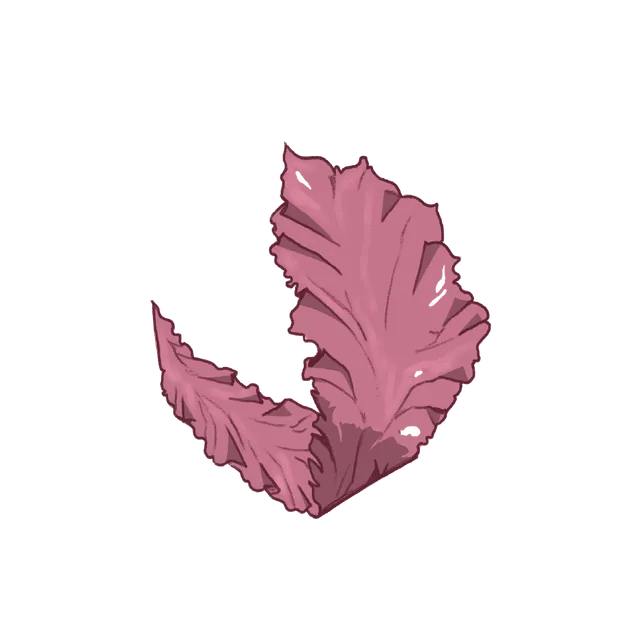 Seaweed (Porphyra yezoensis) scientific illustration