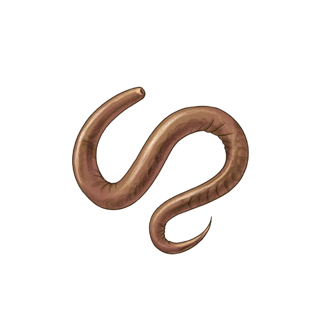 Parasitic nematode (Pristionchus pacificus) scientific illustration