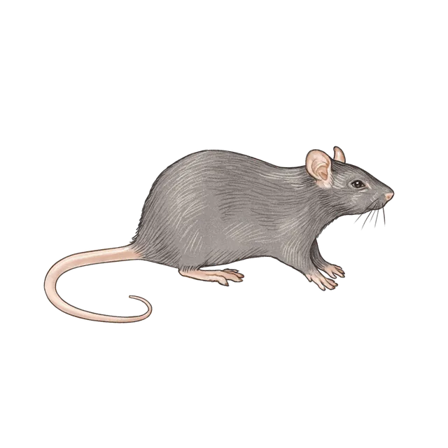 Brown rat (Rattus norvegicus) scientific illustration
