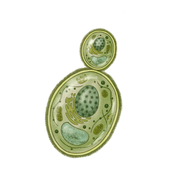Baker's yeast (Saccharomyces cerevisiae) scientific illustration