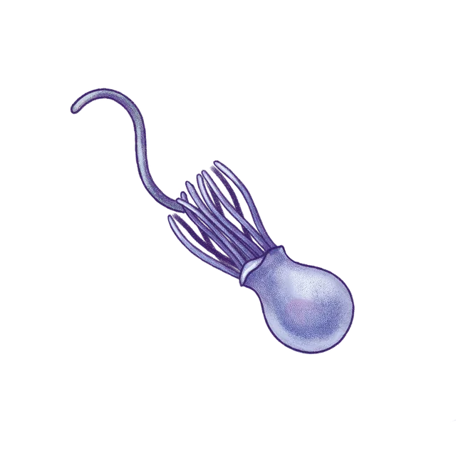 Choanoflagellate (Salpingoeca rosetta) scientific illustration