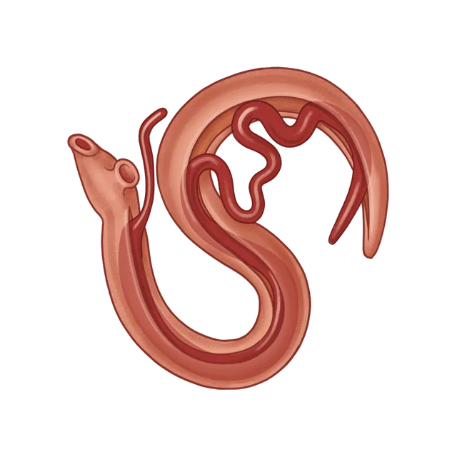 Blood fluke (Schistosoma mansoni) scientific illustration