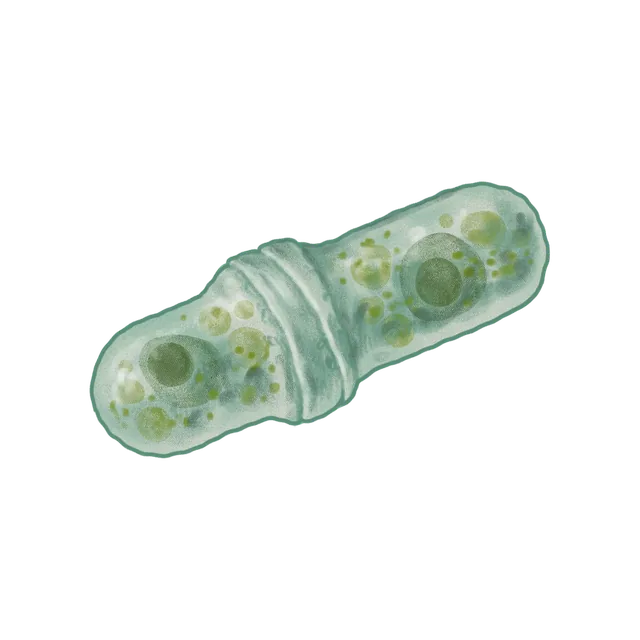 Fission yeast (Schizosaccharomyces pombe) scientific illustration