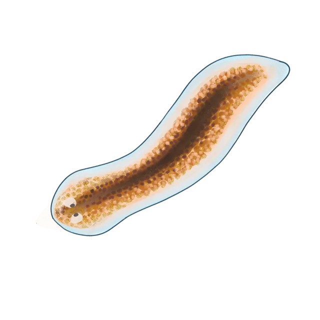 Planarian (Schmidtea mediterranea) scientific illustration