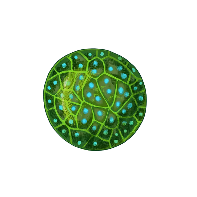 Protist (Sphaeroforma arctica) scientific illustration