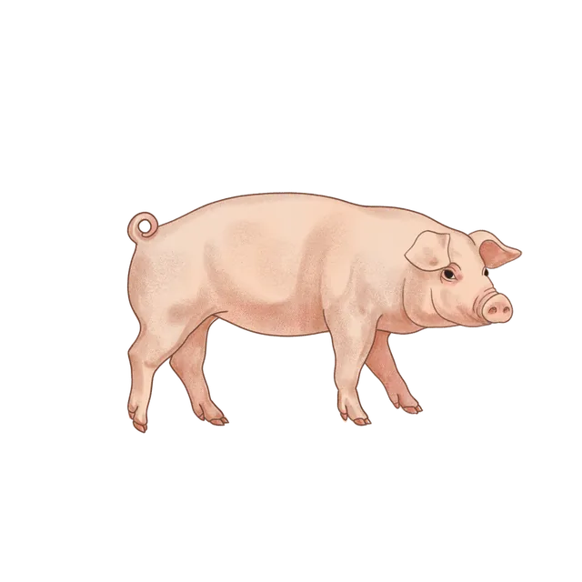 Pig (Sus scrofa domestica) scientific illustration
