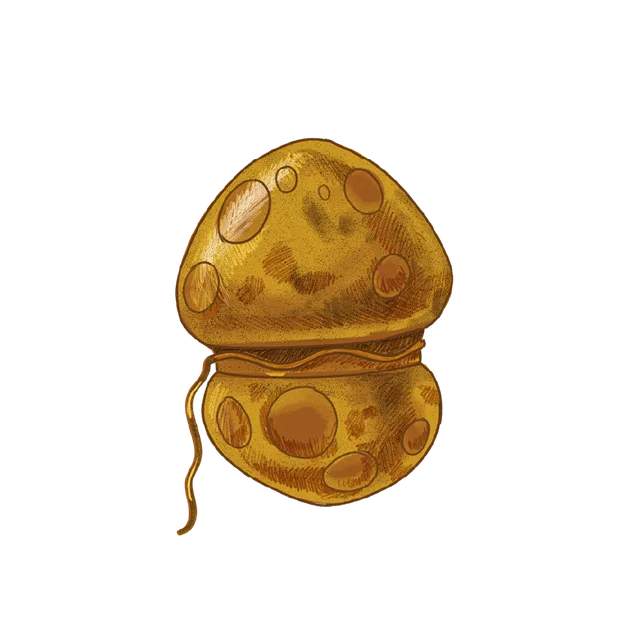 Dinoflagellate (Symbiodinium sp.) scientific illustration