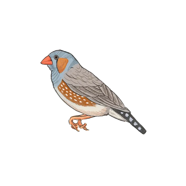 Zebra finch (Taeniopygia guttata) scientific illustration