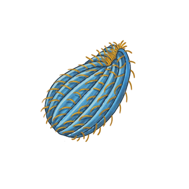 Ciliate (Tetrahymena thermophila) scientific illustration