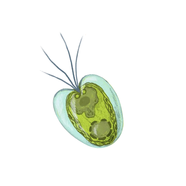 Green microalga (Tetraselmis striata) scientific illustration