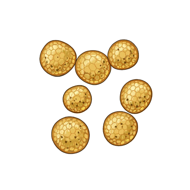 Corn smut fungus (Ustilago maydis) scientific illustration