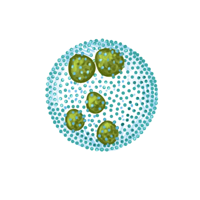 Green alga (Volvox carteri) scientific illustration