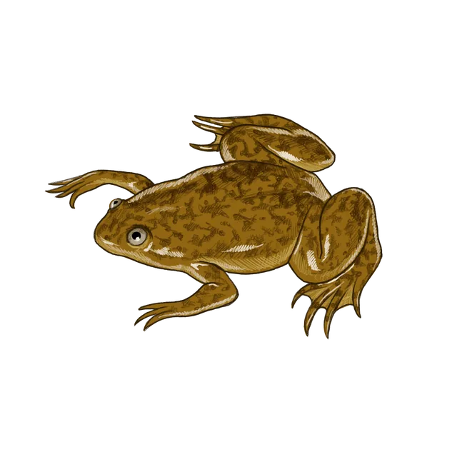 Western clawed frog (Xenopus tropicalis) scientific illustration