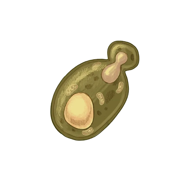 Oleaginous yeast (Yarrowia lipolytica) scientific illustration