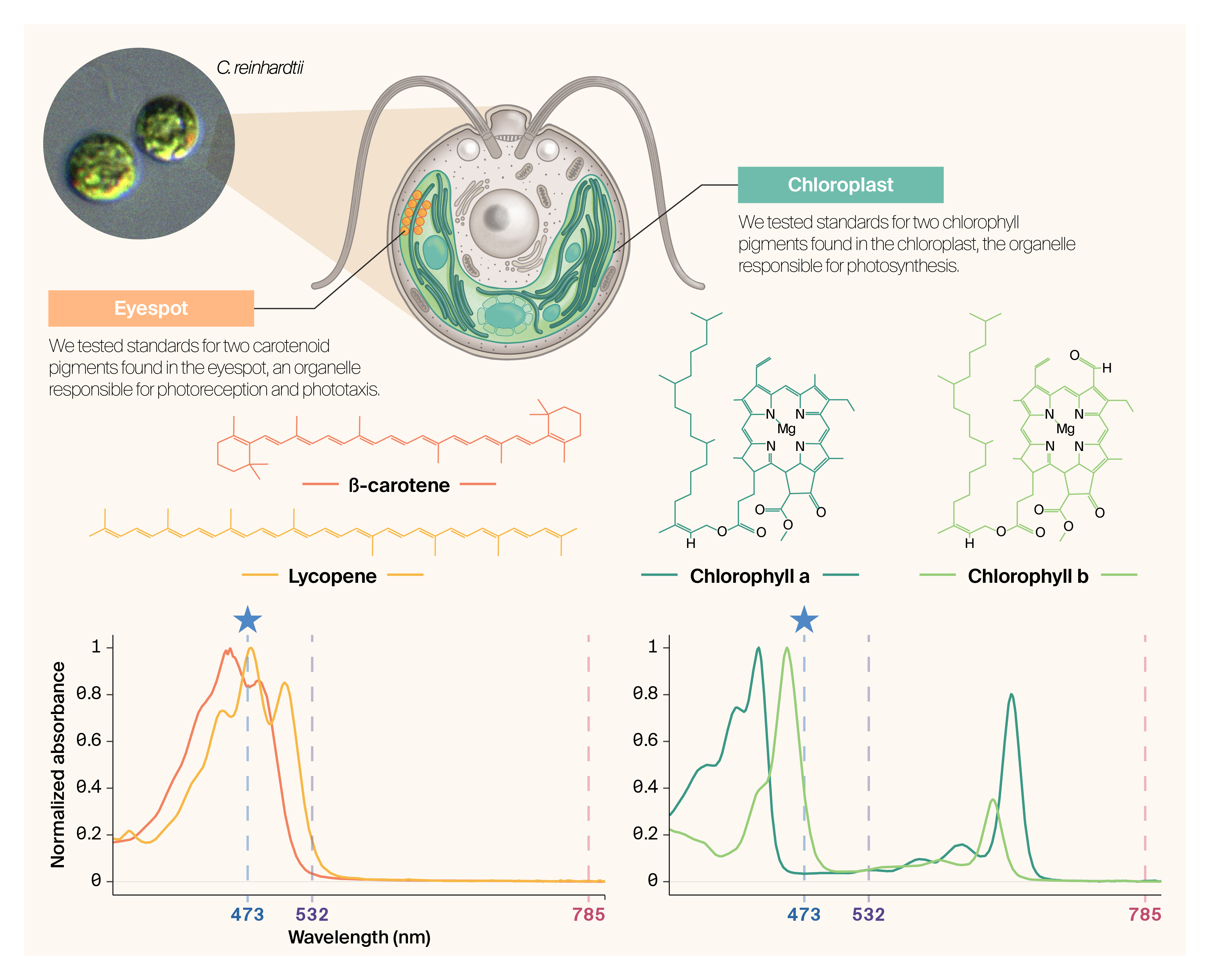 Schematic illustration of Chlamydomonas cellular components (chloroplast, eyespot, starch granules, flagella, nucleus) above UV-Vis absorbance spectra of carotenoid and chlorophyll standards with the three Raman excitation wavelengths (473, 532, 785 nm) marked.
